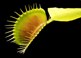 Image showing carnivorous plant detail