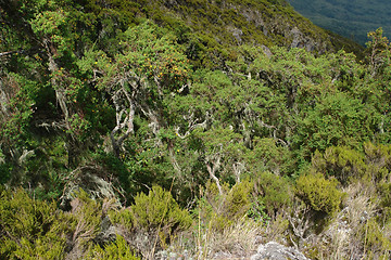 Image showing vegetation around Mount Muhabura