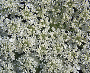 Image showing wild carrot flower detail