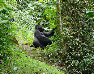 Image showing Mountain Gorilla in the cloud forest