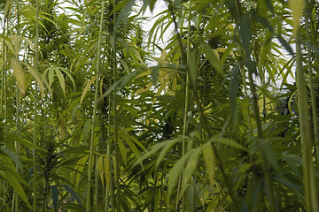 Image showing hemp field detail