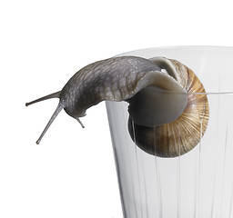 Image showing grapevine snail on drinking glass