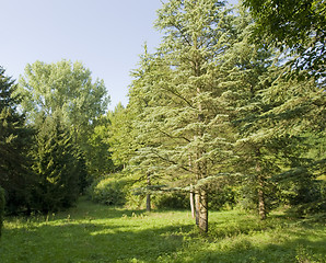 Image showing sunny illuminated vegetation in the Liliental