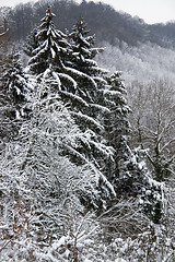 Image showing snowy forest detail