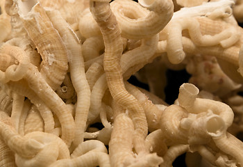 Image showing serpulid worm tubes