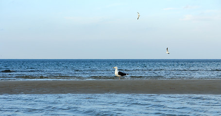 Image showing Crane Beach and water bird