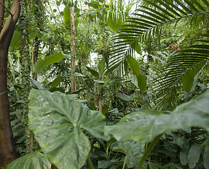 Image showing flourish jungle vegetation