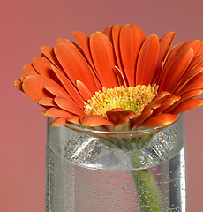 Image showing gerbera flower closeup