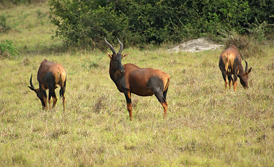 Image showing Common Tsessebe in african Savannah