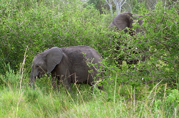 Image showing two Elephants at fed