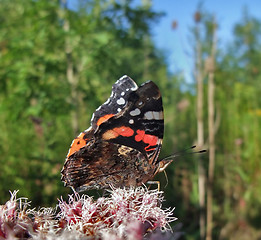 Image showing Red Admiral in sunny ambiance