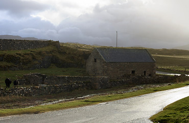 Image showing livestock in Scotland at evening time