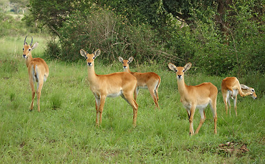 Image showing Uganda Kobs in green vegetation