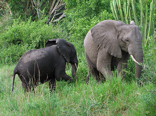 Image showing two elephants in green vegetation