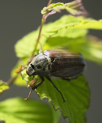 Image showing may beetle sitting on a twig