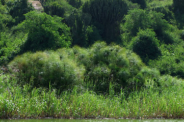 Image showing waterside vegetation