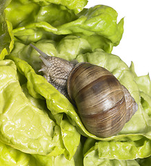 Image showing Grapevine snail at feed