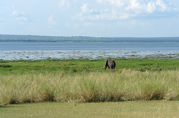 Image showing african landscape with Elephant