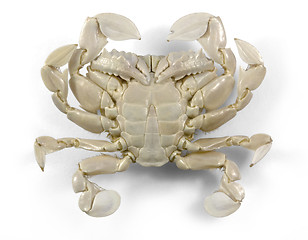 Image showing moon crab in white back