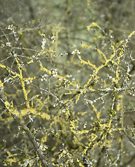 Image showing twigs overgrown with lichen