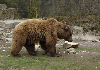 Image showing Brown Bear sideways