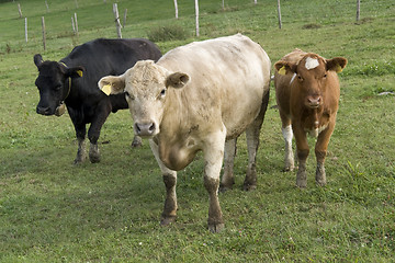 Image showing three colored cows on a meadow