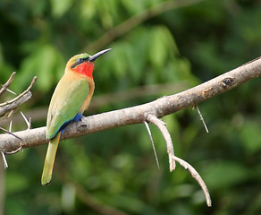 Image showing colorful Bee-eater sitting on a twig