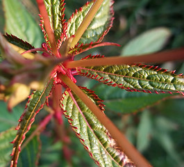 Image showing exotic leaves