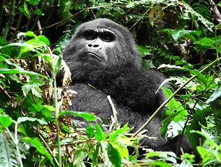 Image showing Gorilla in the cloud forest