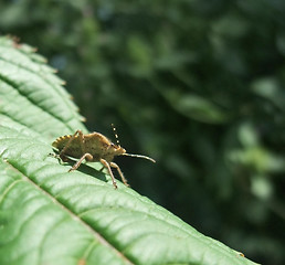 Image showing leaf-footed bug