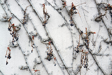 Image showing leafless Virginia creeper