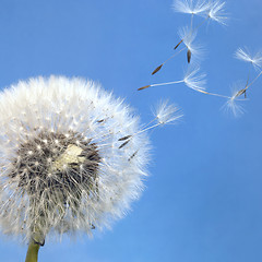 Image showing dandelion blowball and flying seeds