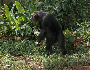 Image showing chimpanzee in jungle vegetation