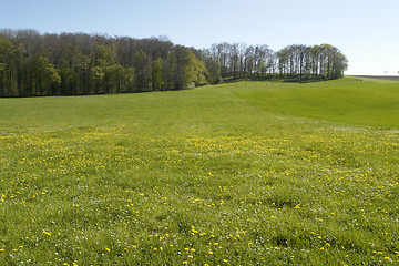 Image showing flowery meadow in Hohenlohe