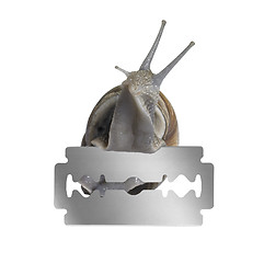 Image showing Grapevine snail and razor blade