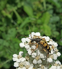 Image showing longicorn on white flower in sunny ambiance