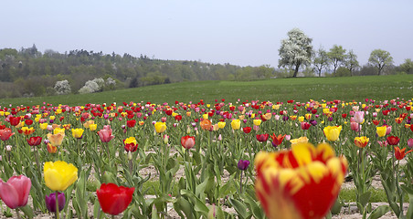 Image showing colorful field of tulips