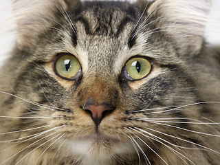 Image showing Norwegian Forest Cat portrait