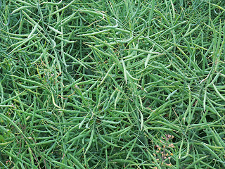 Image showing green canola background