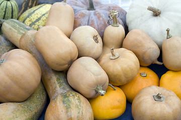 Image showing lots of various curcurbits