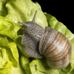 Image showing Grapevine snail at feed