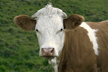 Image showing brown and white skewbald cow portrait