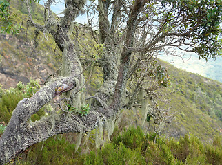 Image showing overgrown tree at Mount Muhabura in Uganda