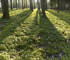 Image showing forest and evening light