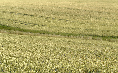 Image showing full frame grain field abstract