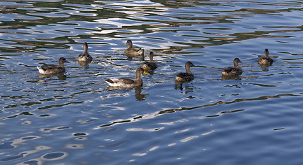 Image showing ducks on reflective water surface
