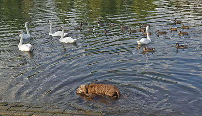 Image showing dog and ducks in a river