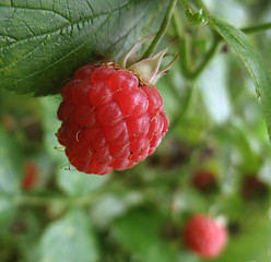 Image showing red raspberry closeup