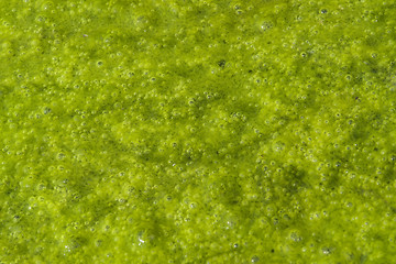 Image showing green slime with small bubbles