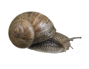 Image showing backside of a grapevine snail